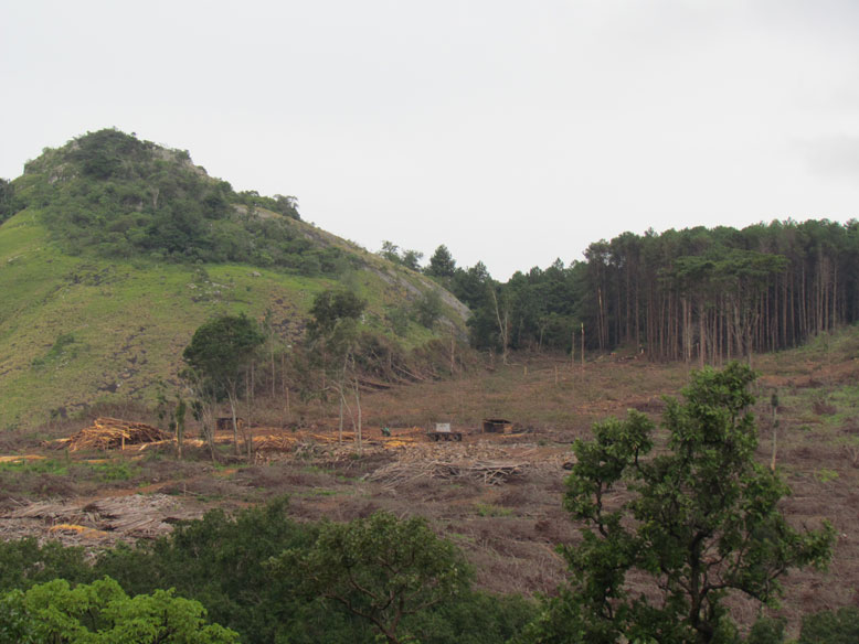 como estan deforestando el pais